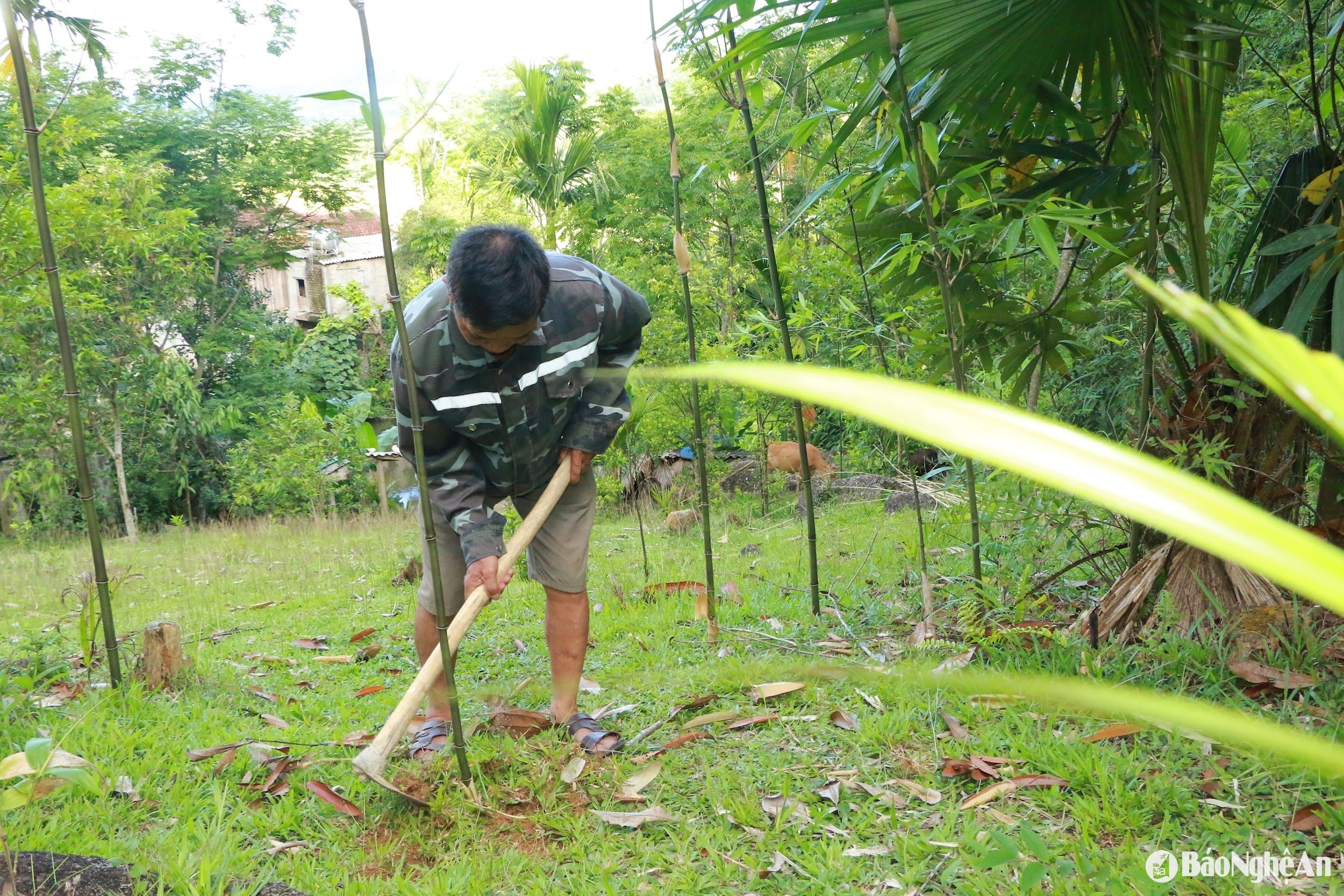 Bí thư chi bộ bản Liên Phương tiên phong mở rộng diện tích măng nhướng. Ảnh Thanh Phúc