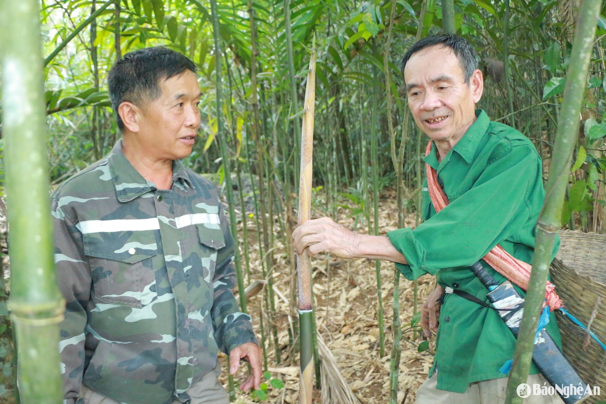Bí thư chi bộ Lô Xuân Dục khuyến khích người dân bảo tồn, phát triển diện tích cây măng nhướng. Ảnh KL