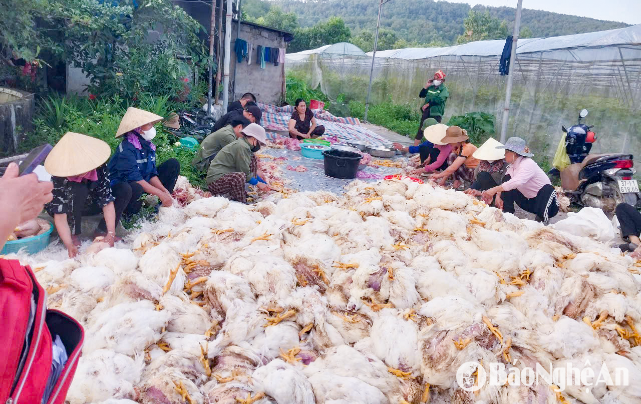 hỗ trợ