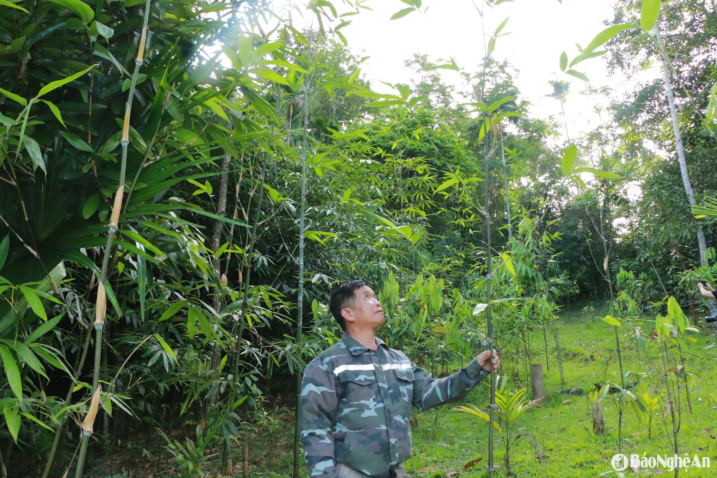 nhân rộng