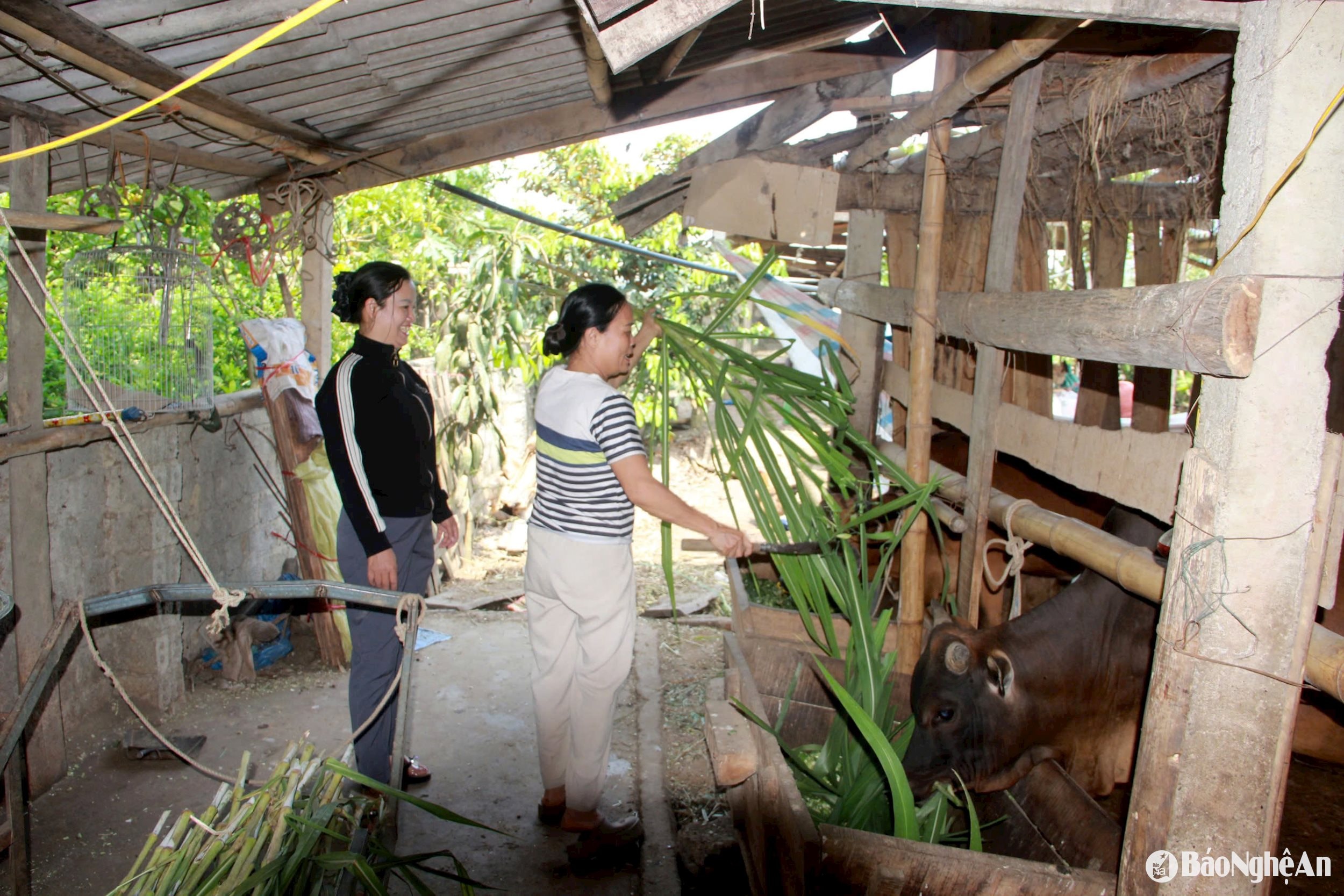 tam quang 8 (2)
