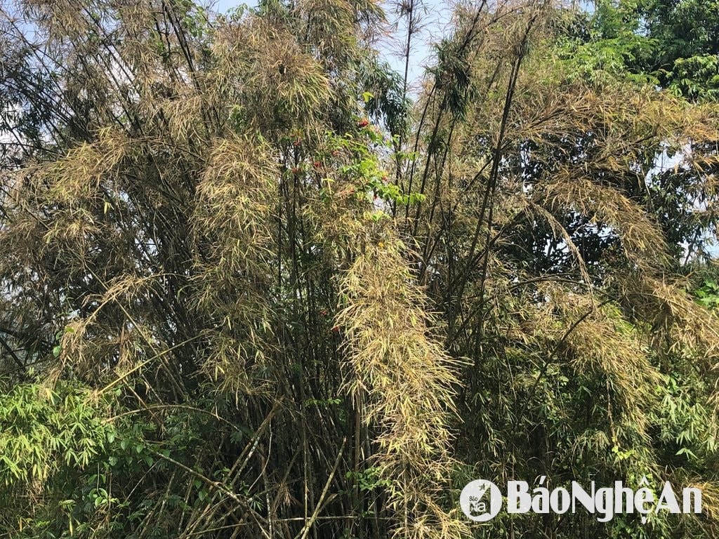Nghệ An có 15.867,55 ha rừng trồng Thông nhựa dễ cháy, để chủ động phòng cháy, Đến nay tỉnh đã thành lập 01 BCĐ cấp tỉnh, 20 BCĐ cấp huyện, thành thị, 371 BCH và trung đội cấp xã; 29 BCH của chủ rừng, hàng trăm tổ đội cấp thôn với tổng số trên 6.000 người.các địa phương và chủ rừng là tổ chức đã tổ chức thu gom, xử lý thực bì: giảm vật liệu cháy hơn 2.500 ha, tu sửa 186 km đường băng cản lửa; làm mới 62 km đường băng trên rừng sản xuất giáp ranh rừng tự nhiên; tu sửa hơn 30 km đường ranh cản lửa