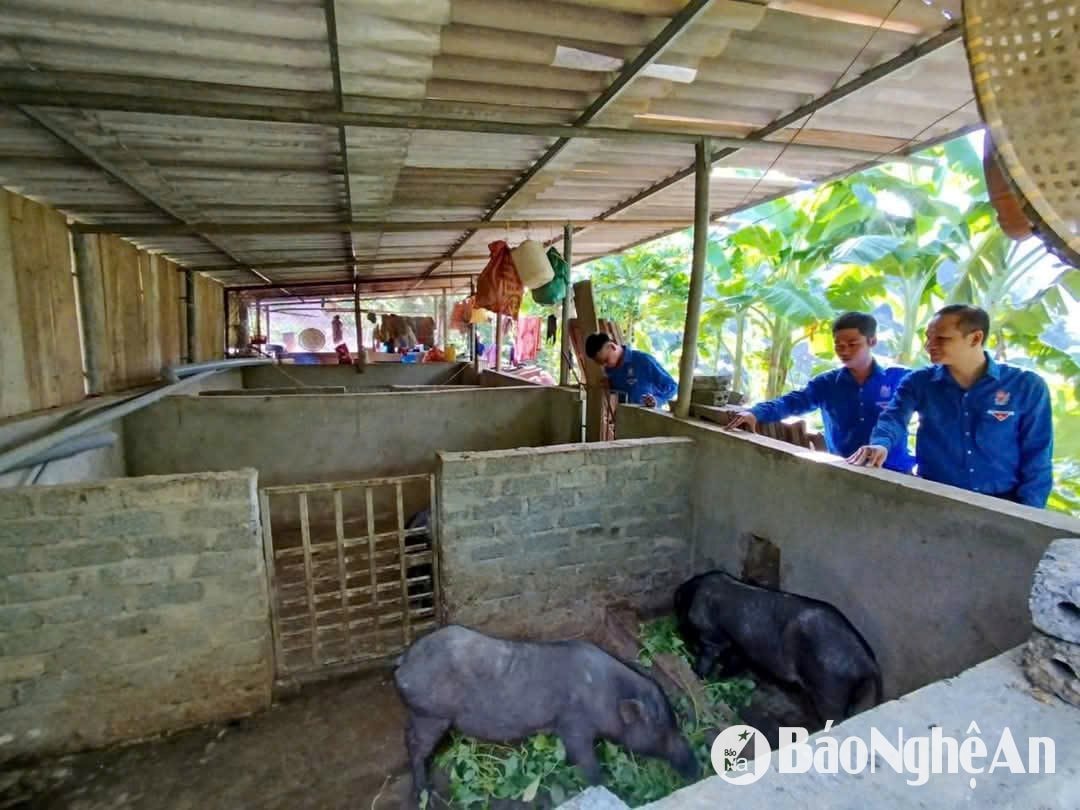 Moong Bá Nghĩa đầu tư chuồng trại nuôi thêm hơn 20 con lợn đen bản địa.