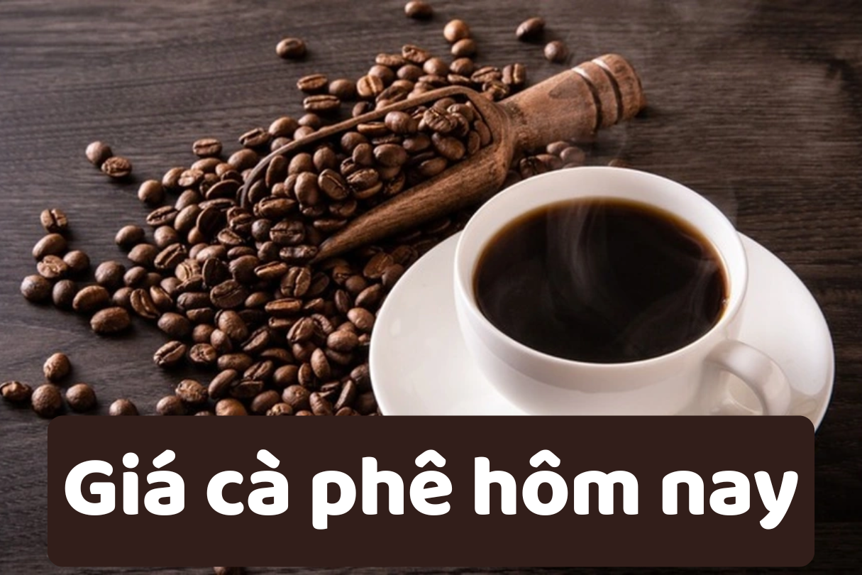 Giá cà phê hôm nay 10/6/2025: Liên tiếp giảm giá