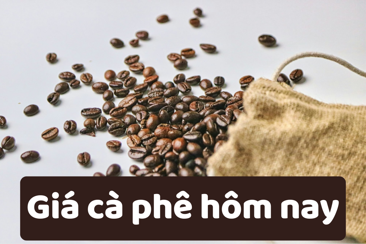 Giá cà phê hôm nay 12/6/2025: Quay đầu giảm mạnh