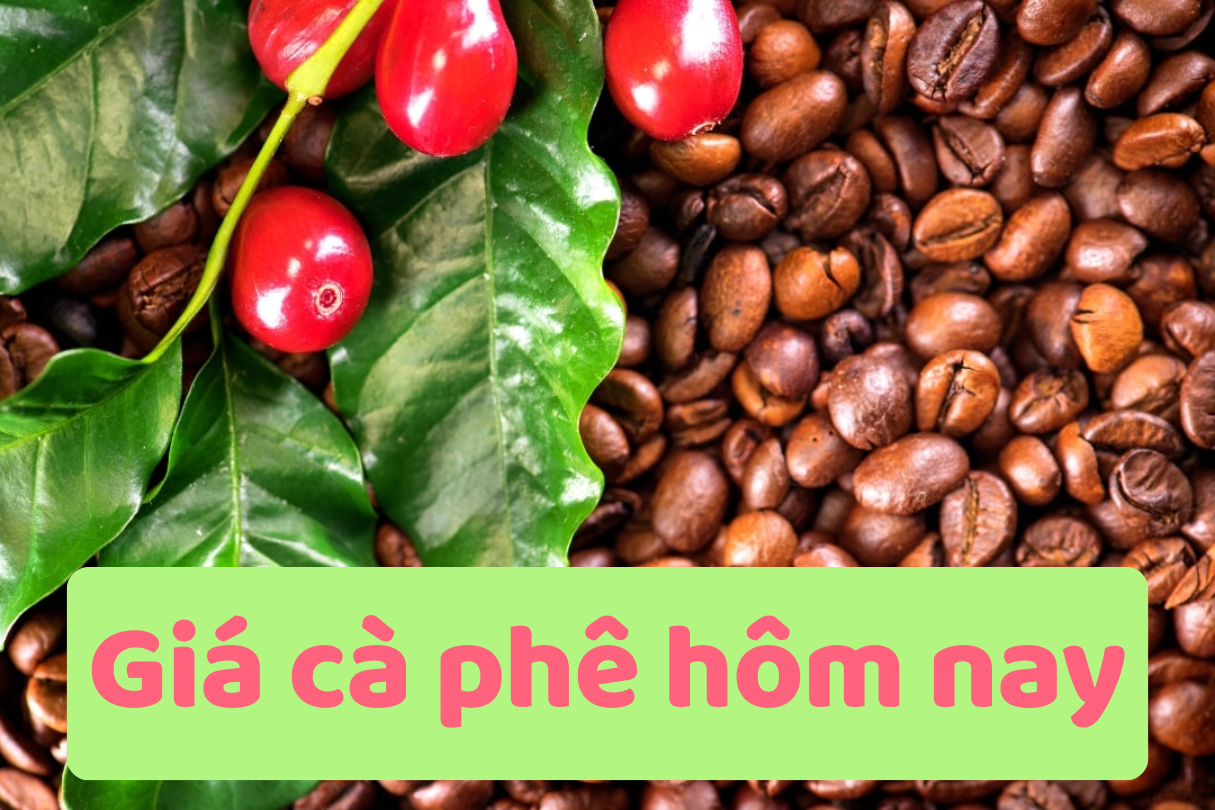 Giá cà phê hôm nay 13/6/2025: Tiếp tục giảm thêm