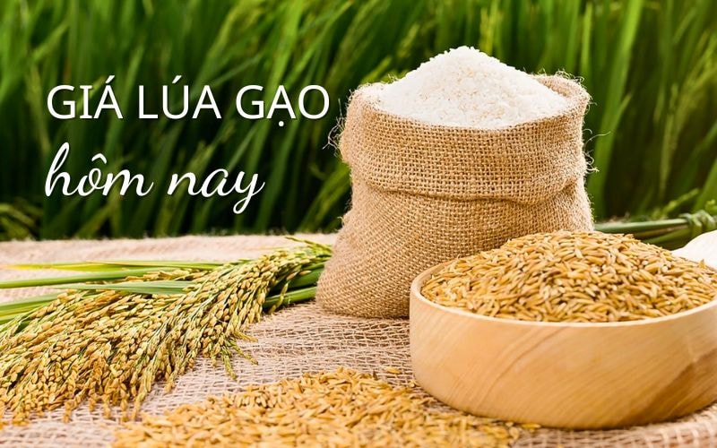 Giá lúa gạo hôm nay mới nhất