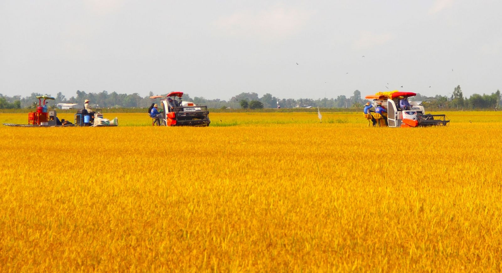 Giá lúa gạo hôm nay 16/6: Gạo giữ giá, lúa tươi tăng nhẹ