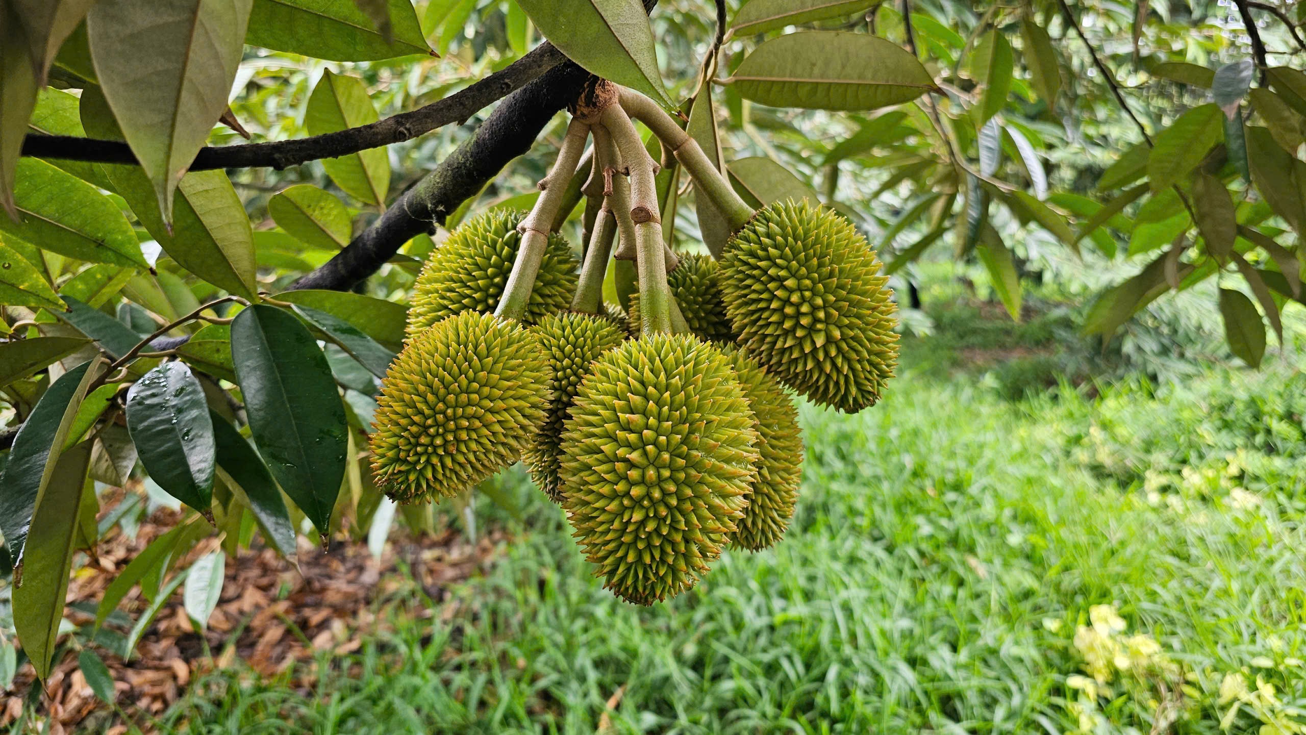 TRÁI SẦU RIÊNG 30 NGÀY TUỔI NÊN BÓN PHÂN GÌ?