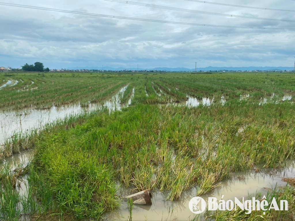 Vastes rizières abandonnées dans le district de Dien Chau. Photo : Van Truong