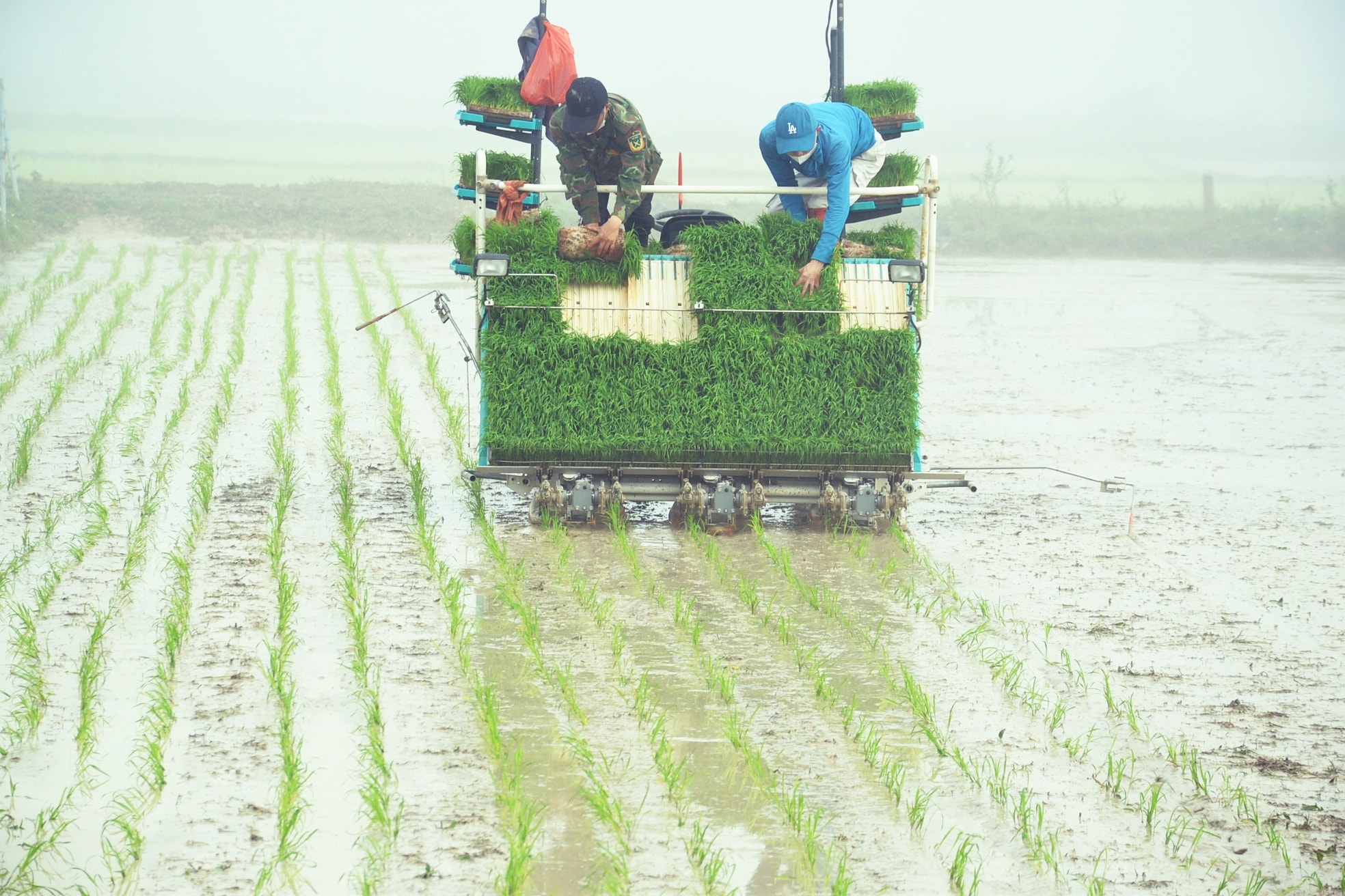 Nhiều HTX trên địa bàn tỉnh mua sắm máy cấy phục vụ bà con nông dân đẩy nhanh tiến độ mùa vụ. Ảnh Xuân Hoàng