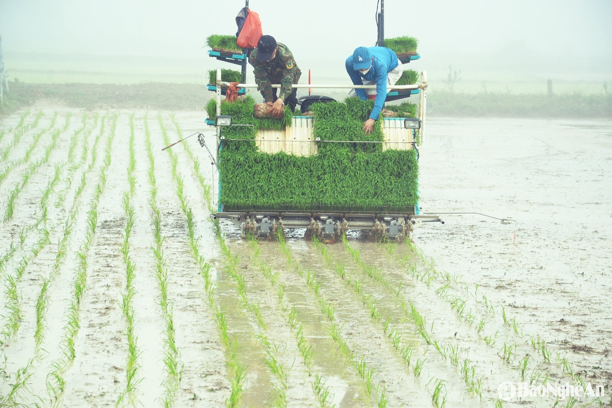 Máy cấy được tích hợp thiết bị không người lái, chỉ cần 2 nhân công tiếp mạ khi máy hoạt động. Ảnh Xuân Hoàng