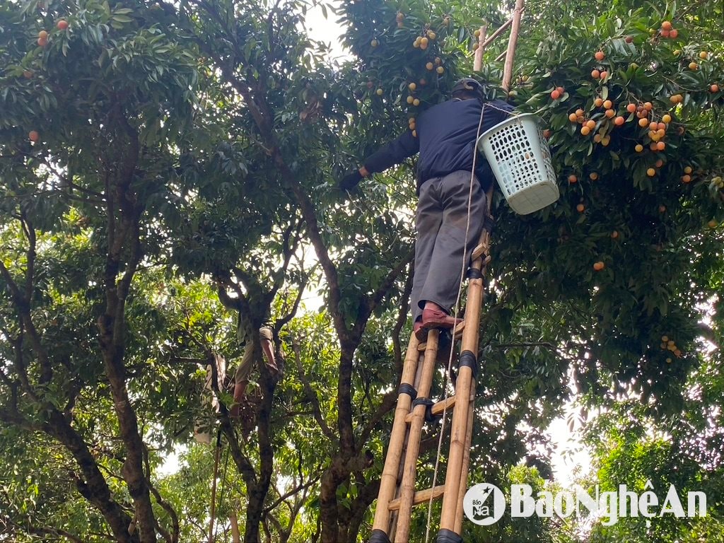 People in Tra Lan town, Con Cuong district use ladders to harvest lychees. Photo: Van Truong