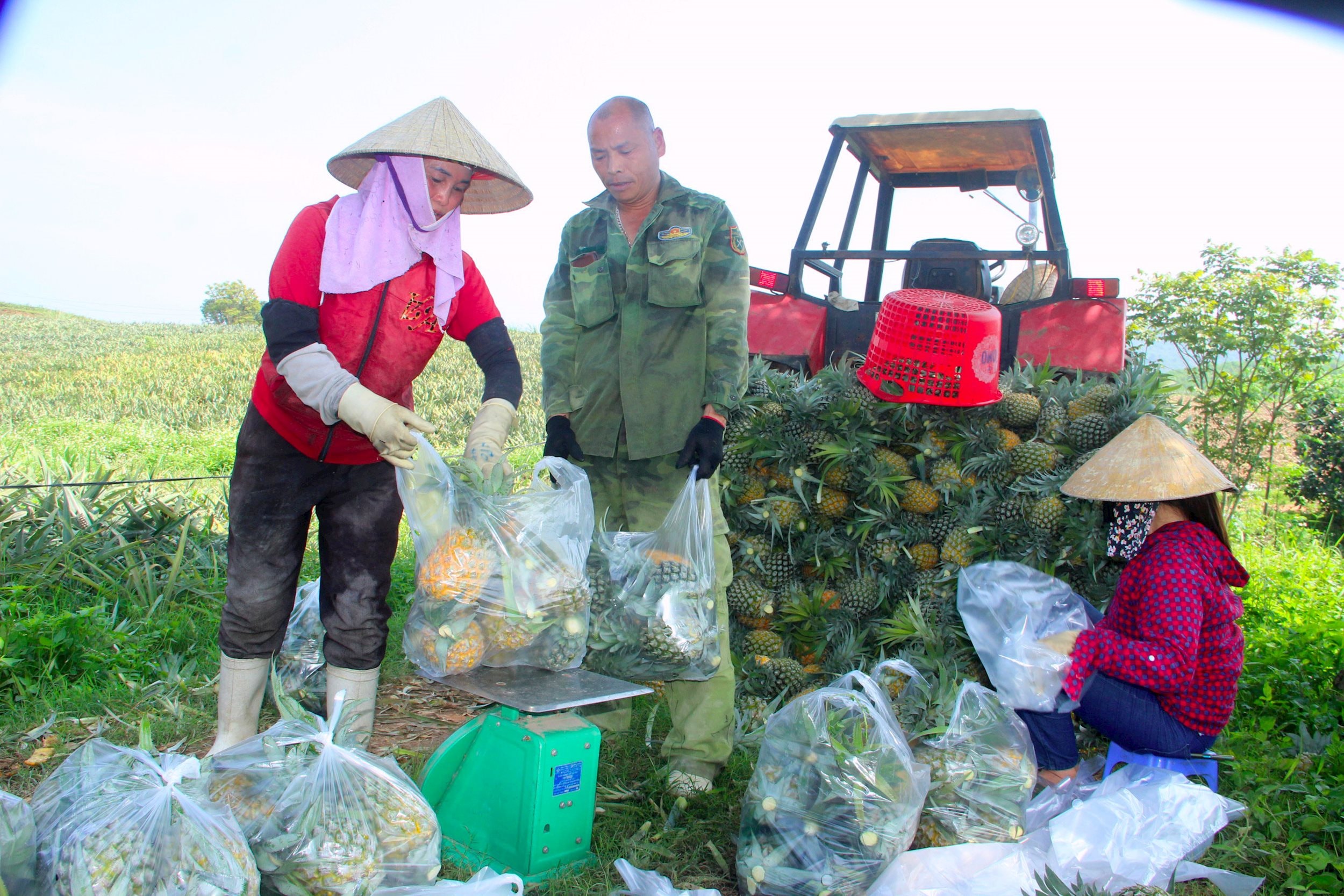 Bà con nông dân thu hoạch dứa. Ảnh Xuân Hoàng