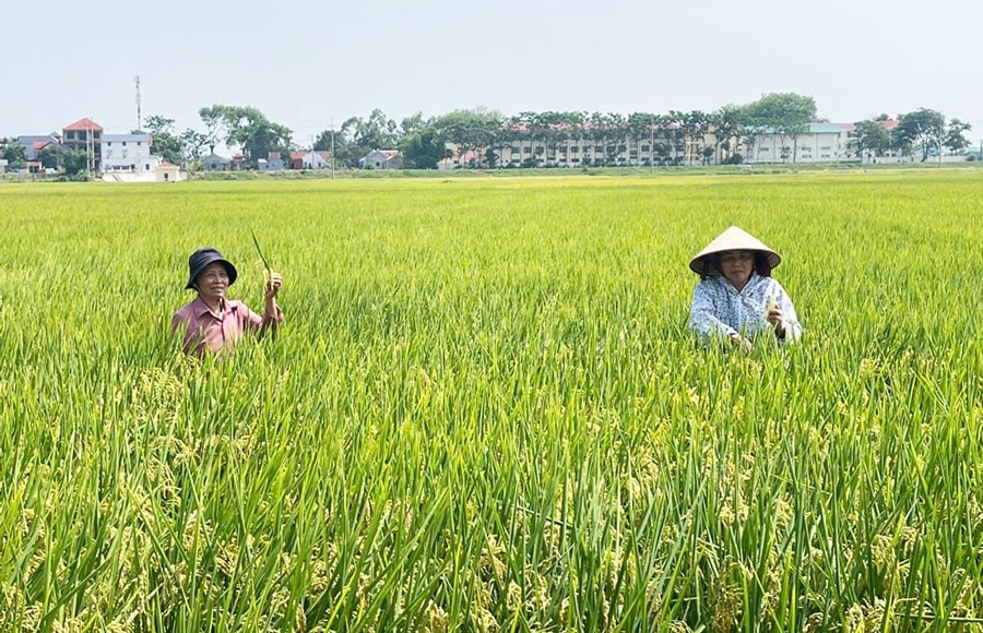 Xây dựng vùng nguyên liệu lúa gạo tại Hà Nội: Tăng giá trị, mở rộng thị trường xuất khẩu