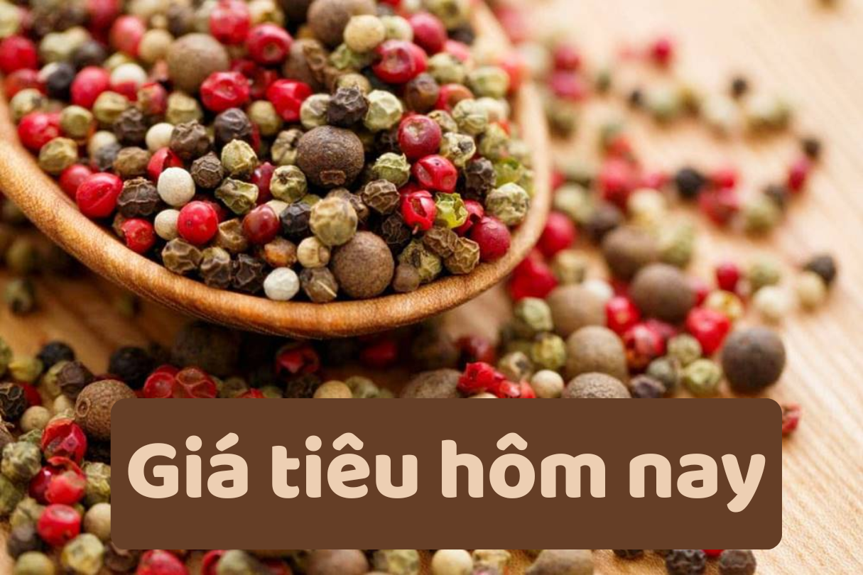 Giá tiêu hôm nay 20/6/2025: Giảm mạnh kỷ lục