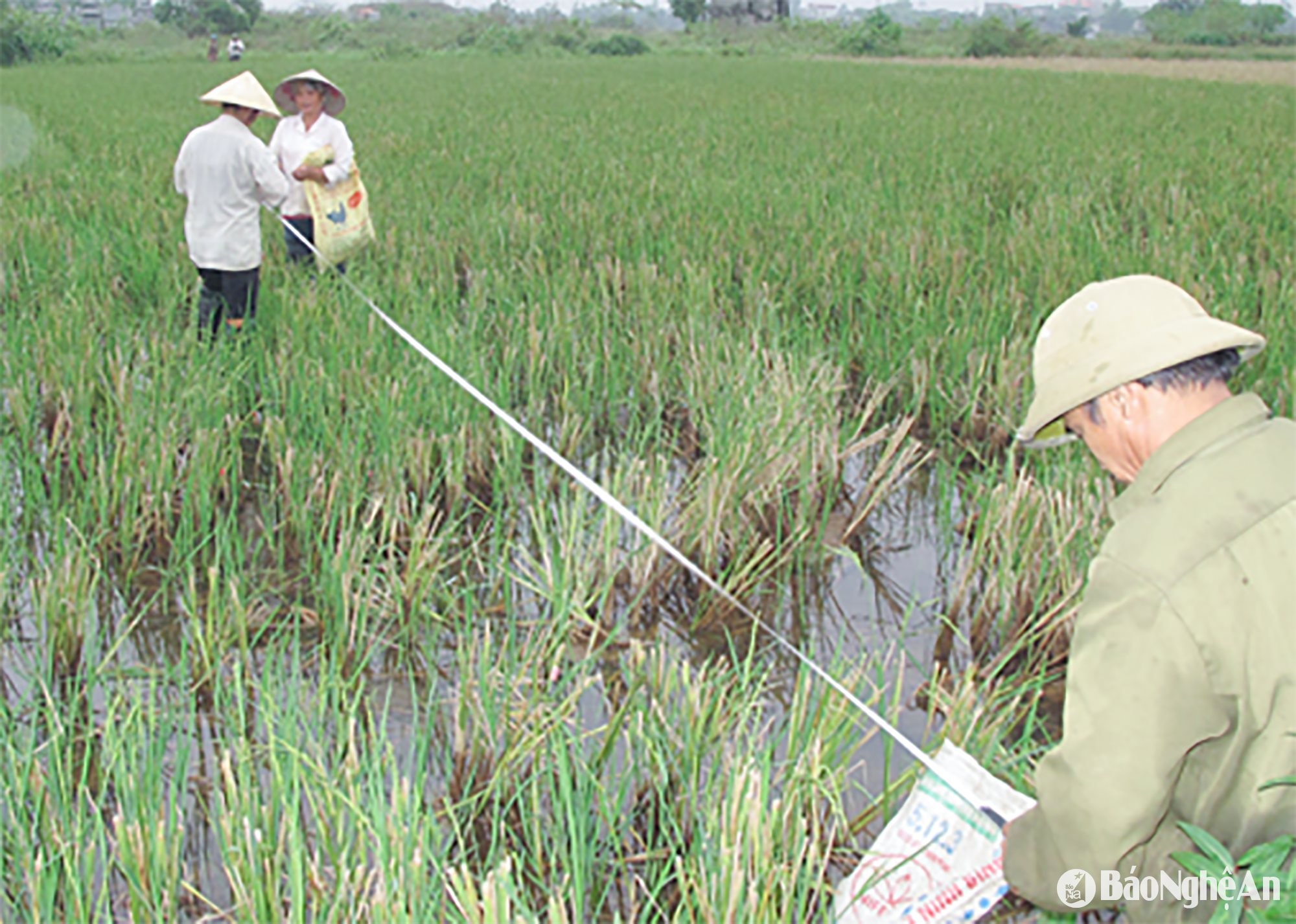 Đo đạc để cấp đổi GCNQSD đất nông nghiệp tại huyện Nghi Lộc