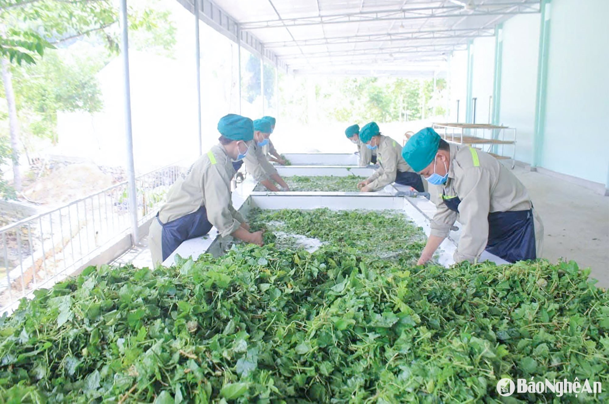 Mô hình chế biến dược liệu tại xã Tam Hợp (huyện Quỳ Hợp). Ảnh Mai Hoa