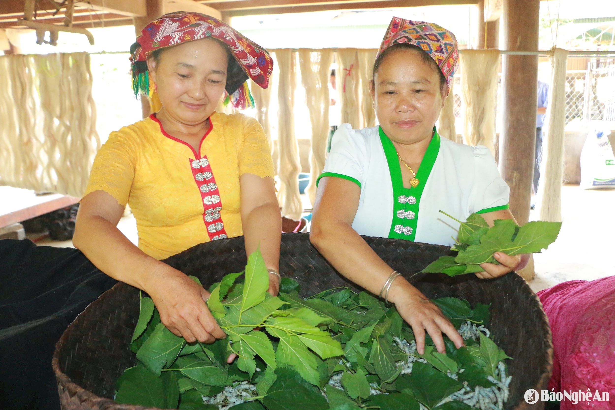 Giống tằm cắm muộn nhỏ con nhưng năng suất, chất lượng cao. Ảnh Khánh Ly