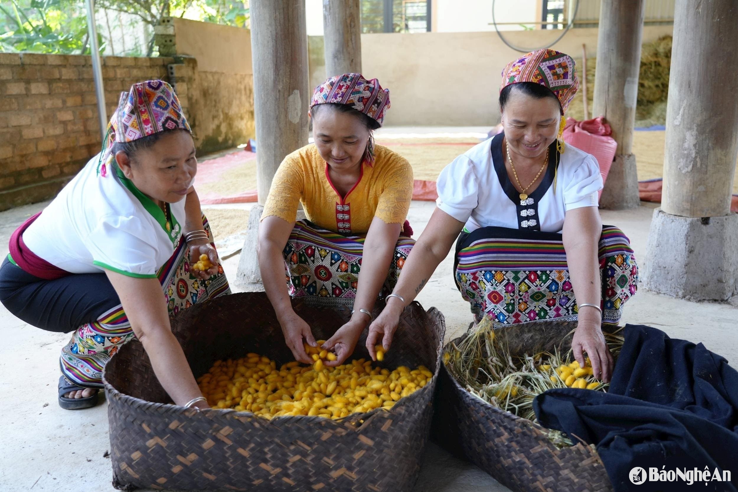 Sau gần 1 tháng chăm sóc, tằm lên kén và nhả tơ. Ảnh Khánh Ly