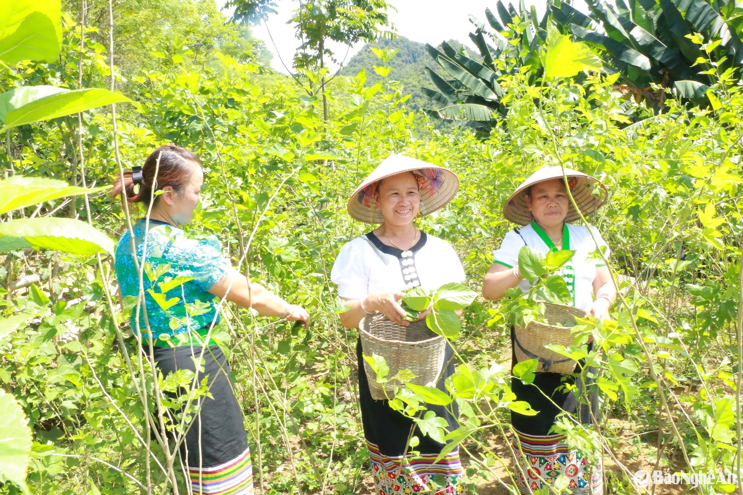Tận dụng đất màu ven suối Quàng, người Thái ở Cắm Muộn trồng dâu làm nguồn thức ăn chính cho tằm. Ảnh Khánh Ly