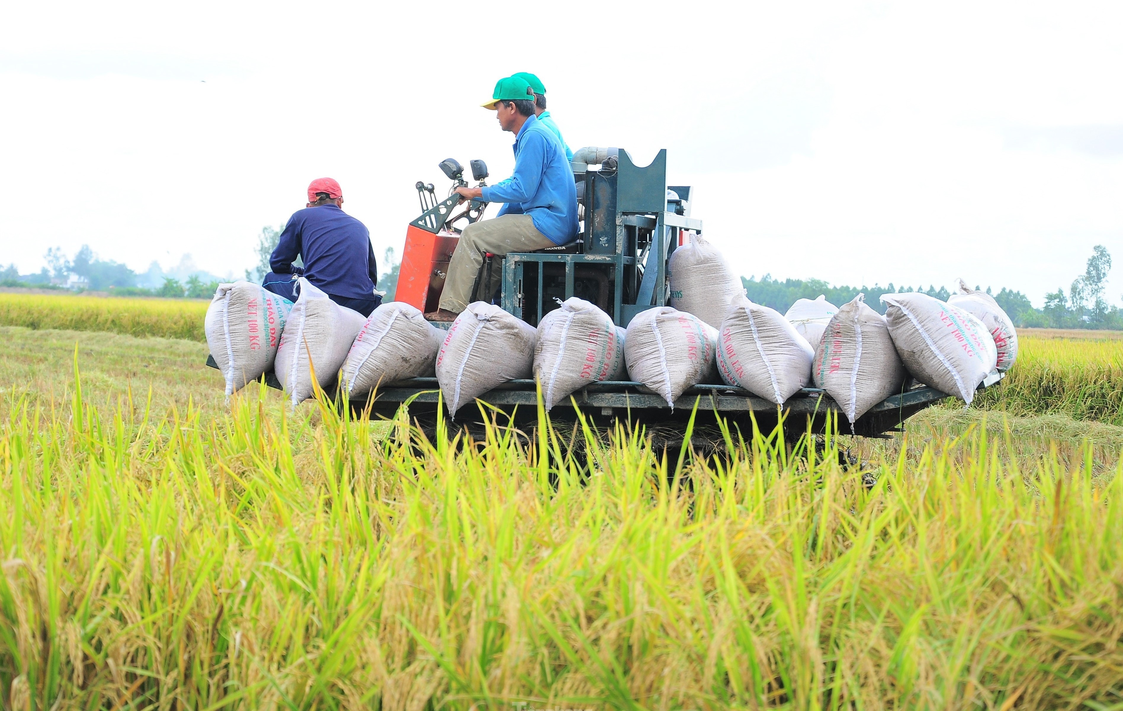 Ngành lúa gạo Việt Nam vững tin trước áp lực từ thị trường toàn cầu nhờ lộ trình chuyển đổi bền vững
