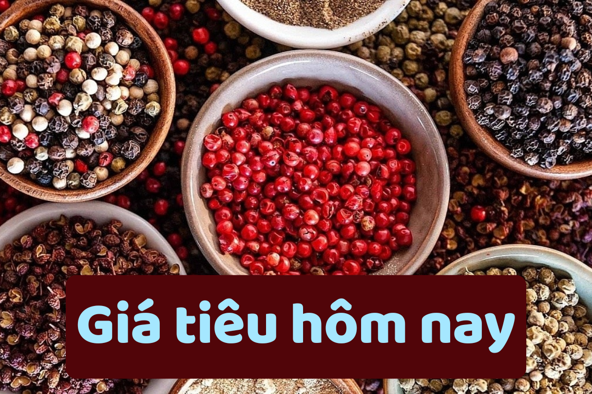 Giá tiêu hôm nay 23/6/2025: Mức thấp nhất trong 1 năm qua