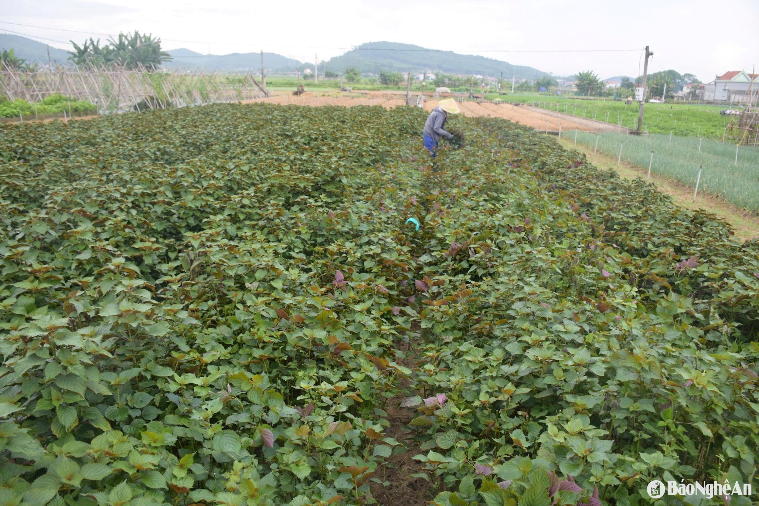 cánh đồng