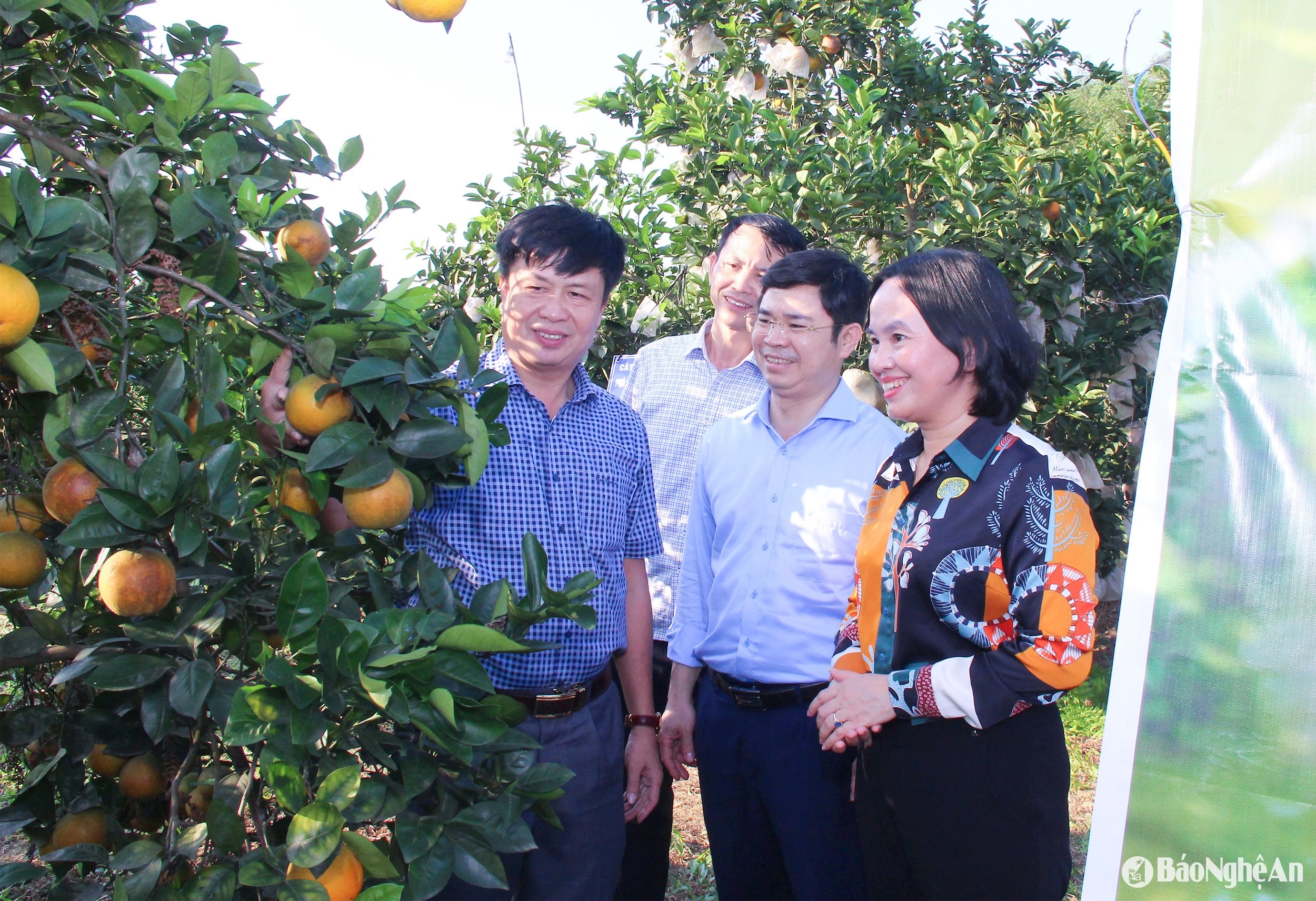  Lãnh đạo Sở Nông nghiệp và Môi trường kiểm tra mô hình cam hữu cơ tại xã Thanh Đức (huyện Thanh Chương). Ảnh Mai Hoa