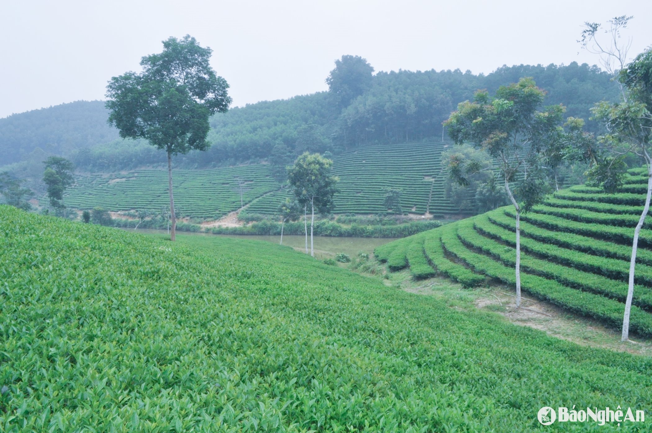 Mở rộng diện tích trồng chè, nâng cao hiệu quả sử dụng đất ở huyện Anh Sơn. Ảnh: Mai Hoa