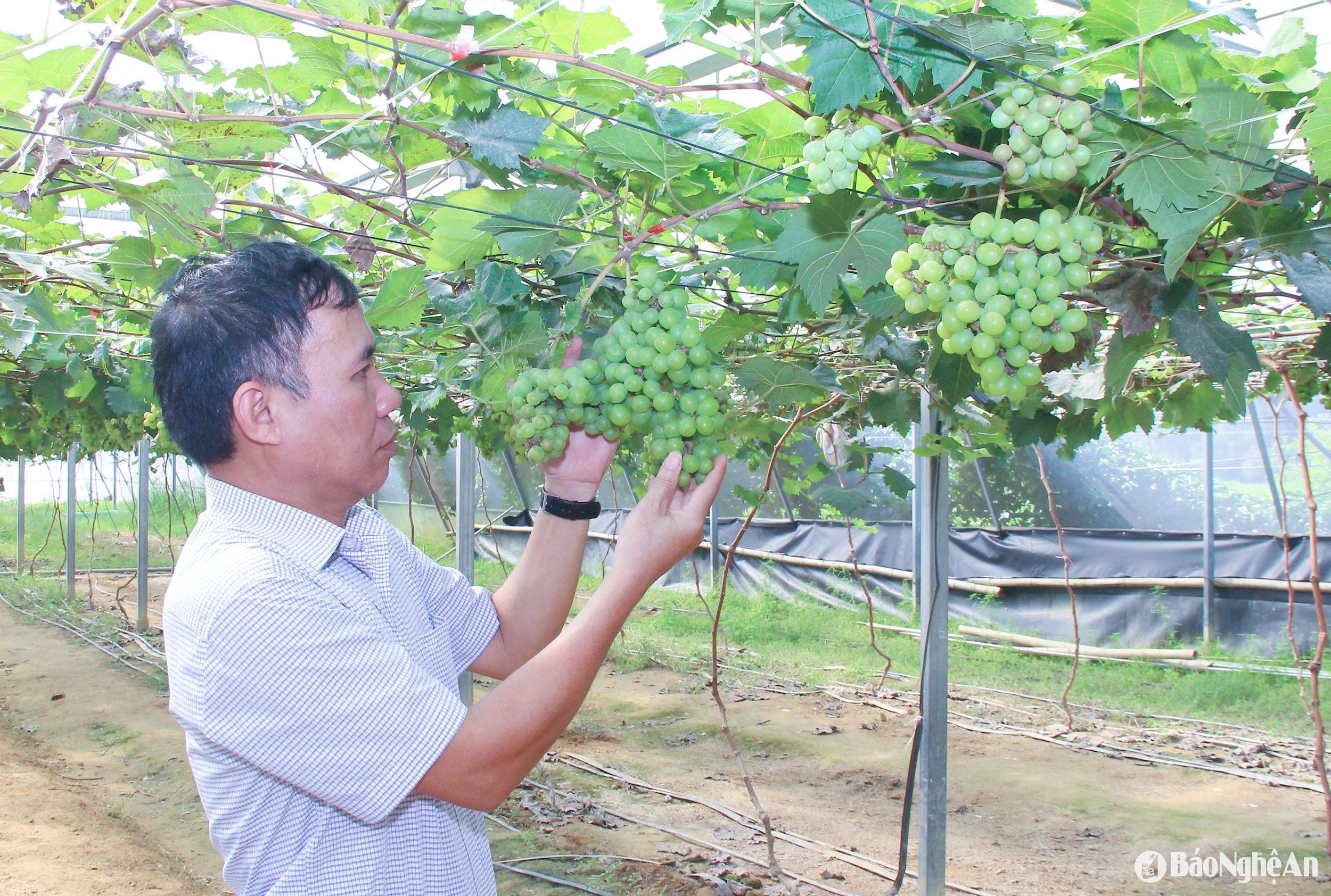 Mô hình trồng nho công nghệ cao tại xã Hưng Thành (huyện Hưng Nguyên). Ảnh: Mai Hoa