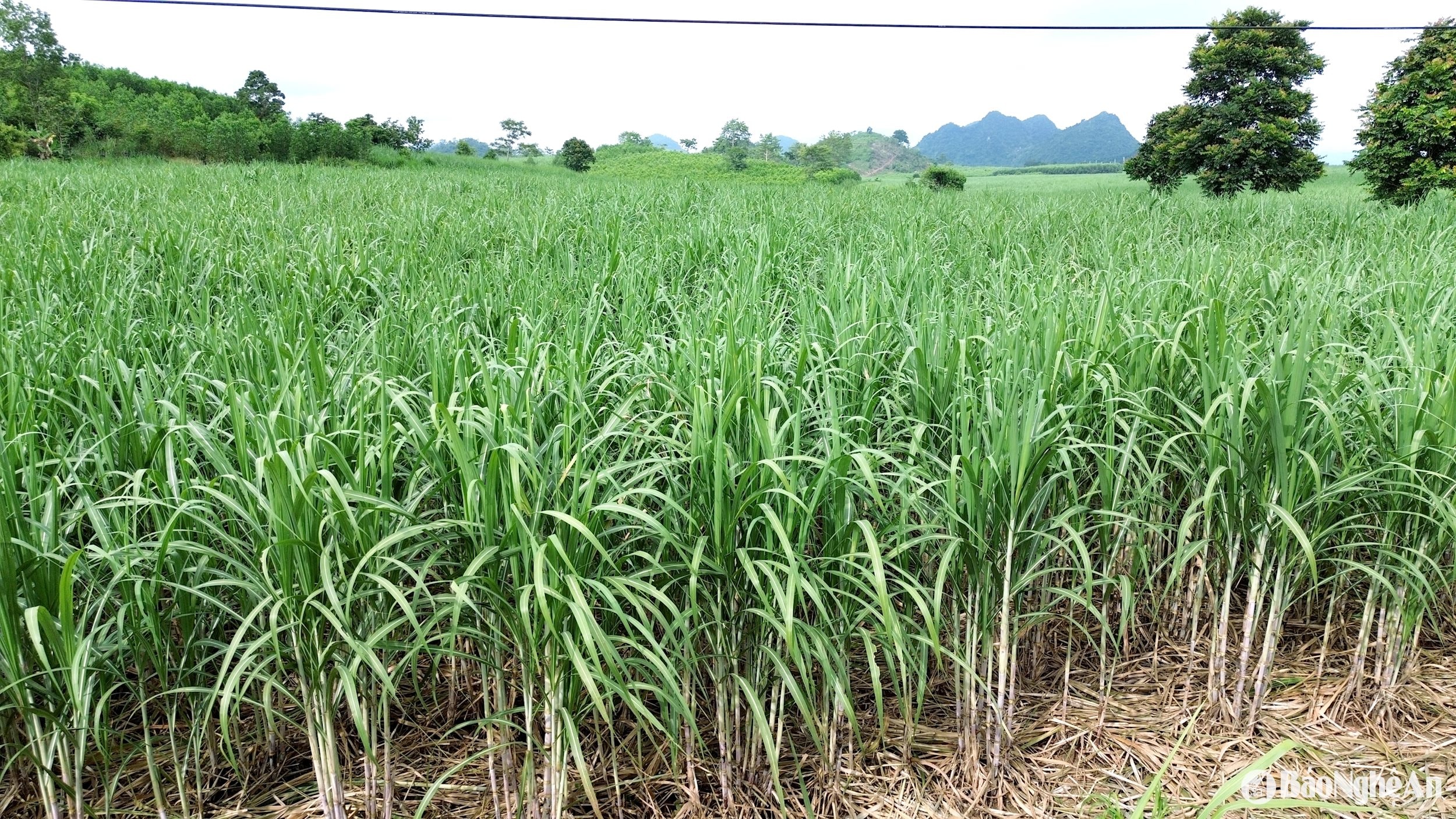 mía nguyên liệu trên địa bàn Tân Kỳ năm nay đạt năng suất đạt cao hơn năm trước. Ảnh Xuân Hoàng