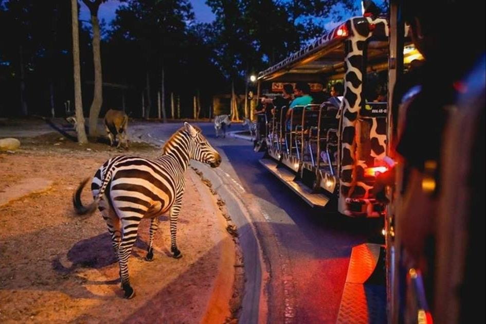 night-safari(1).jpg