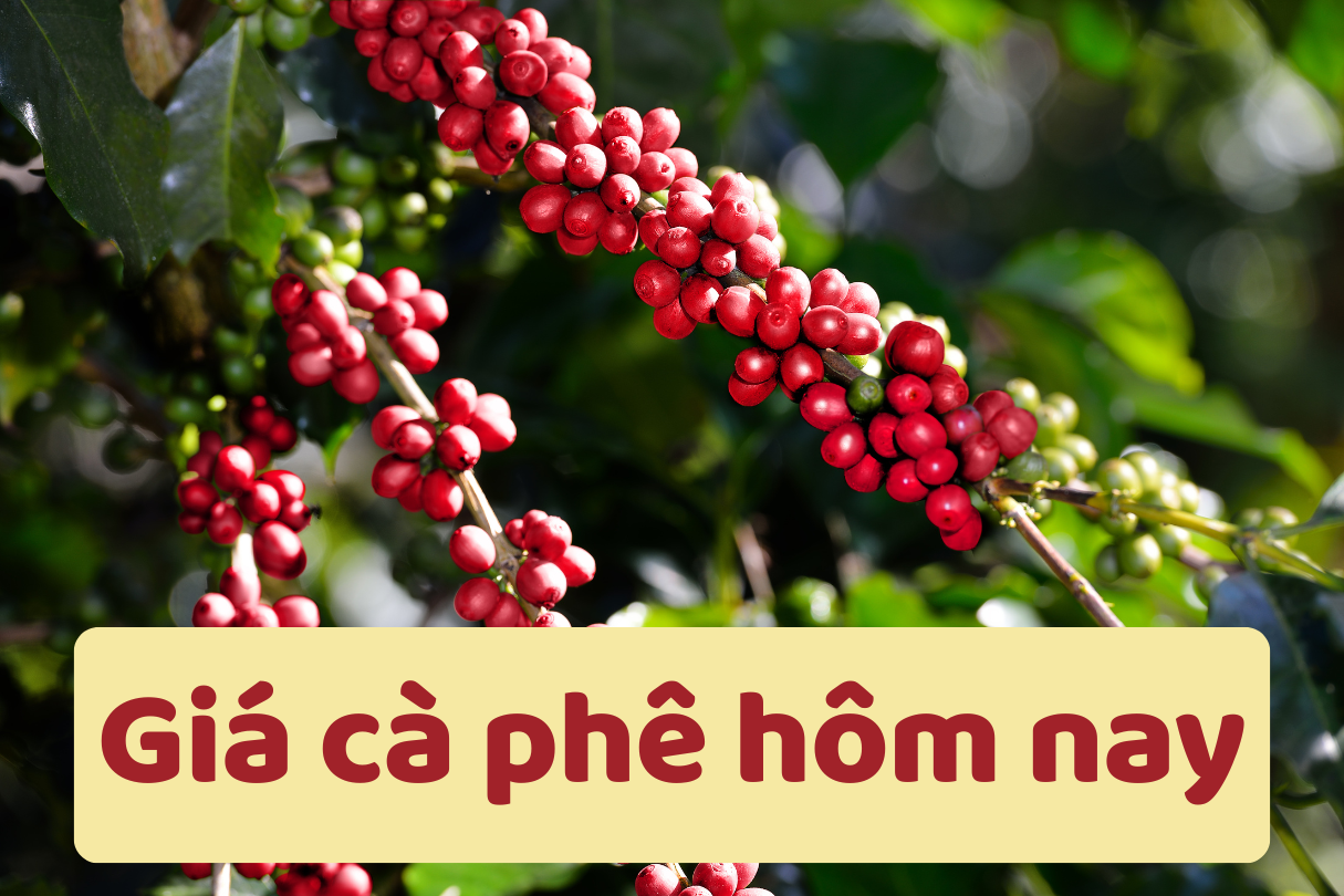 Giá cà phê hôm nay 27/6/2025: Giảm mạnh kỷ lục