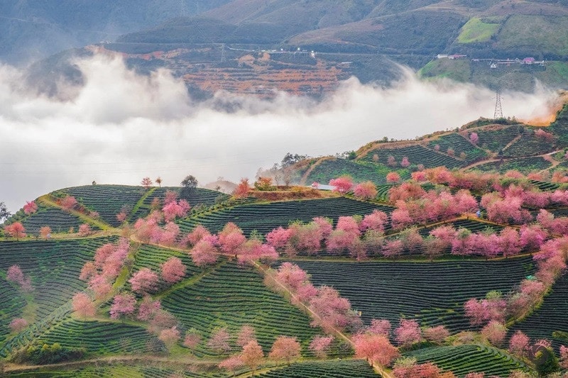 du-lich-sapa-mua-xuan.jpg