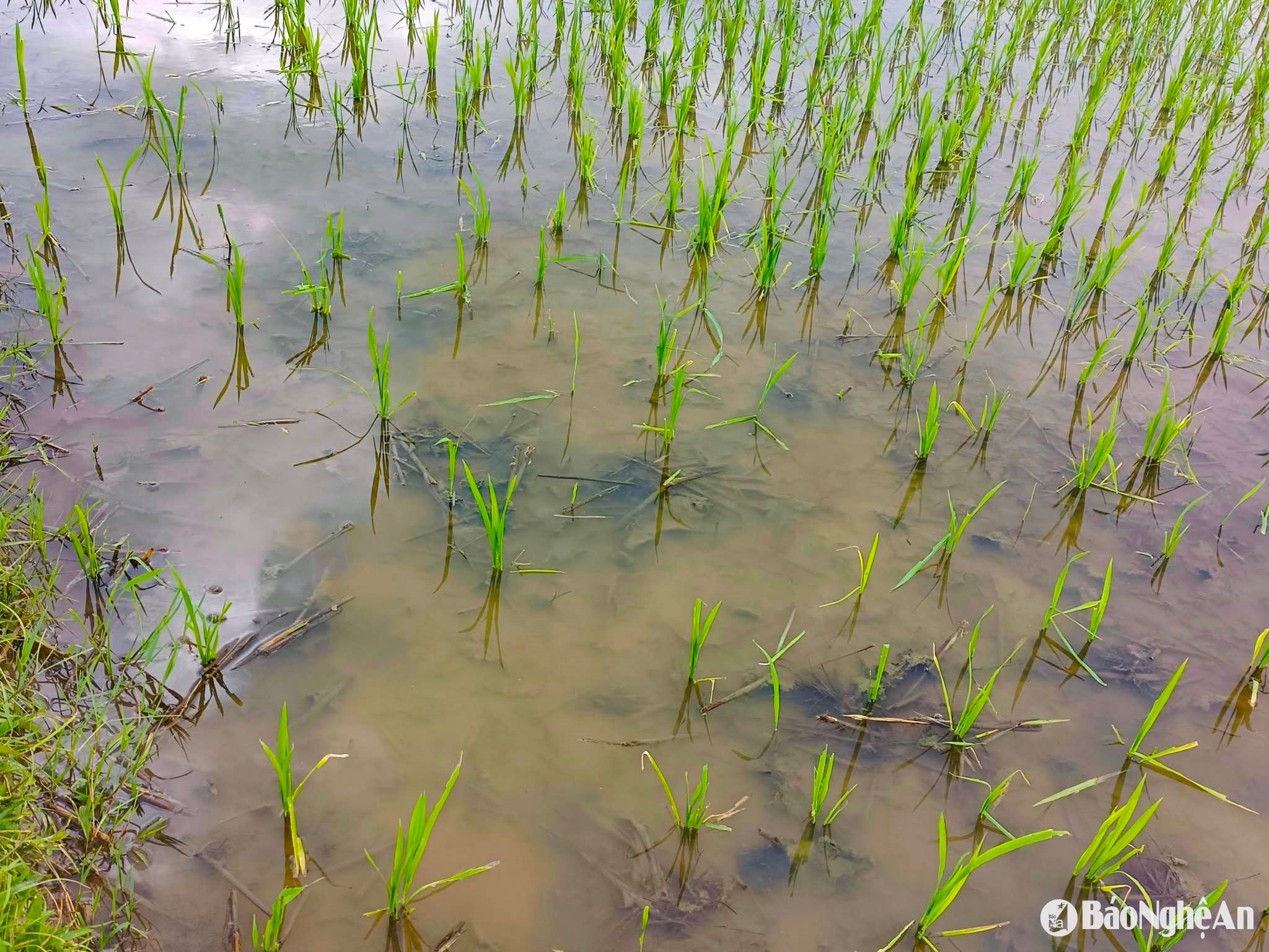អង្ករ