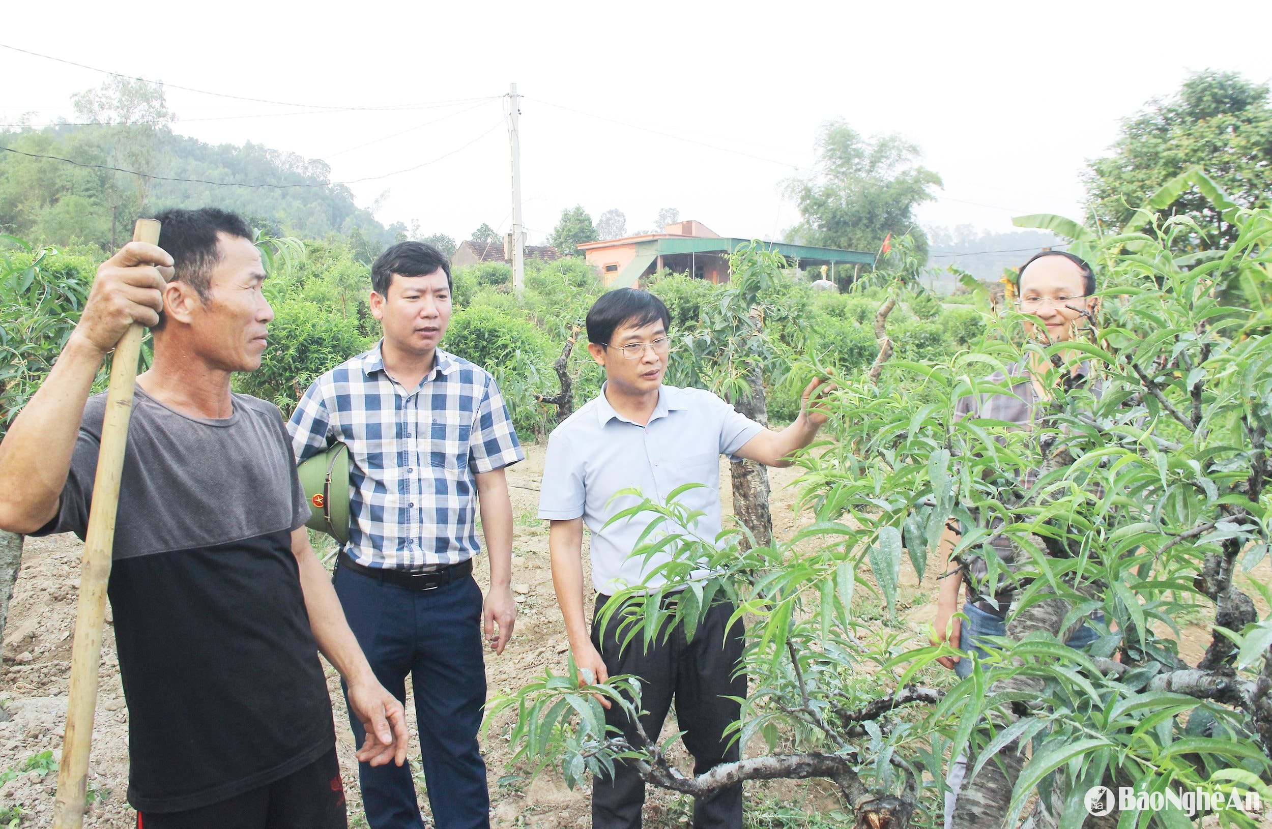 Lãnh đạo xã Hưng Yên Nam trao đổi với người dân về hiệu quả trồng, chăm sóc cây đào cảnh. Ảnh Mai Hoa.,,