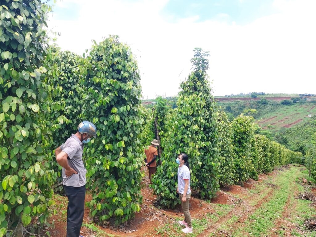 Giá tiêu hôm nay 2/7/2025: Tiếp tục tăng mạnh