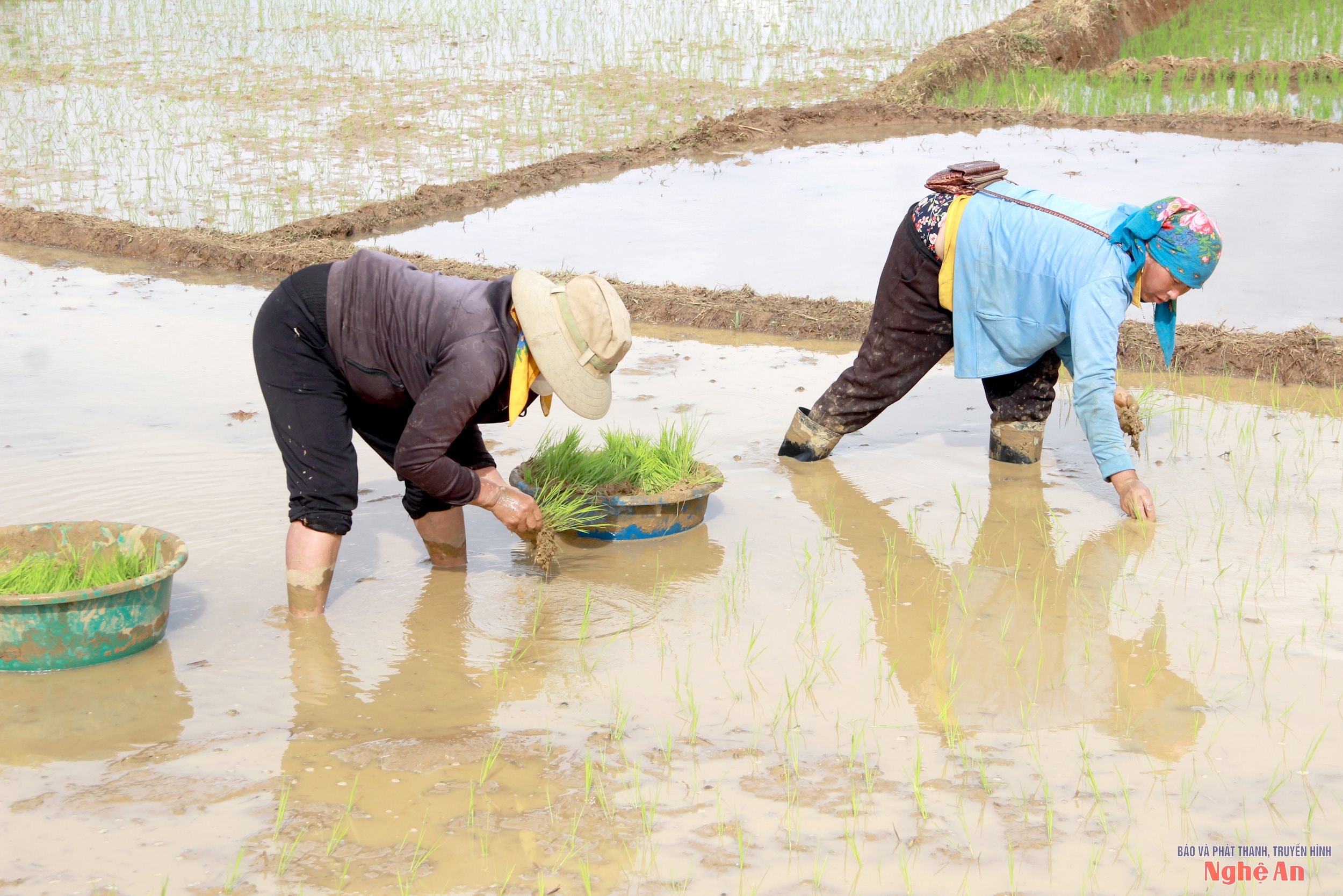 Song song với giống lúa, bà con cũng từng bước áp dụng kỹ thuật làm đất theo bậc thang chống xói mòn, giữ ẩm; sử dụng phân hữu cơ vi sinh để tăng độ màu mỡ cho đất và giảm lệ thuộc vào phân hóa học. Ảnh: Xuân Hoàng