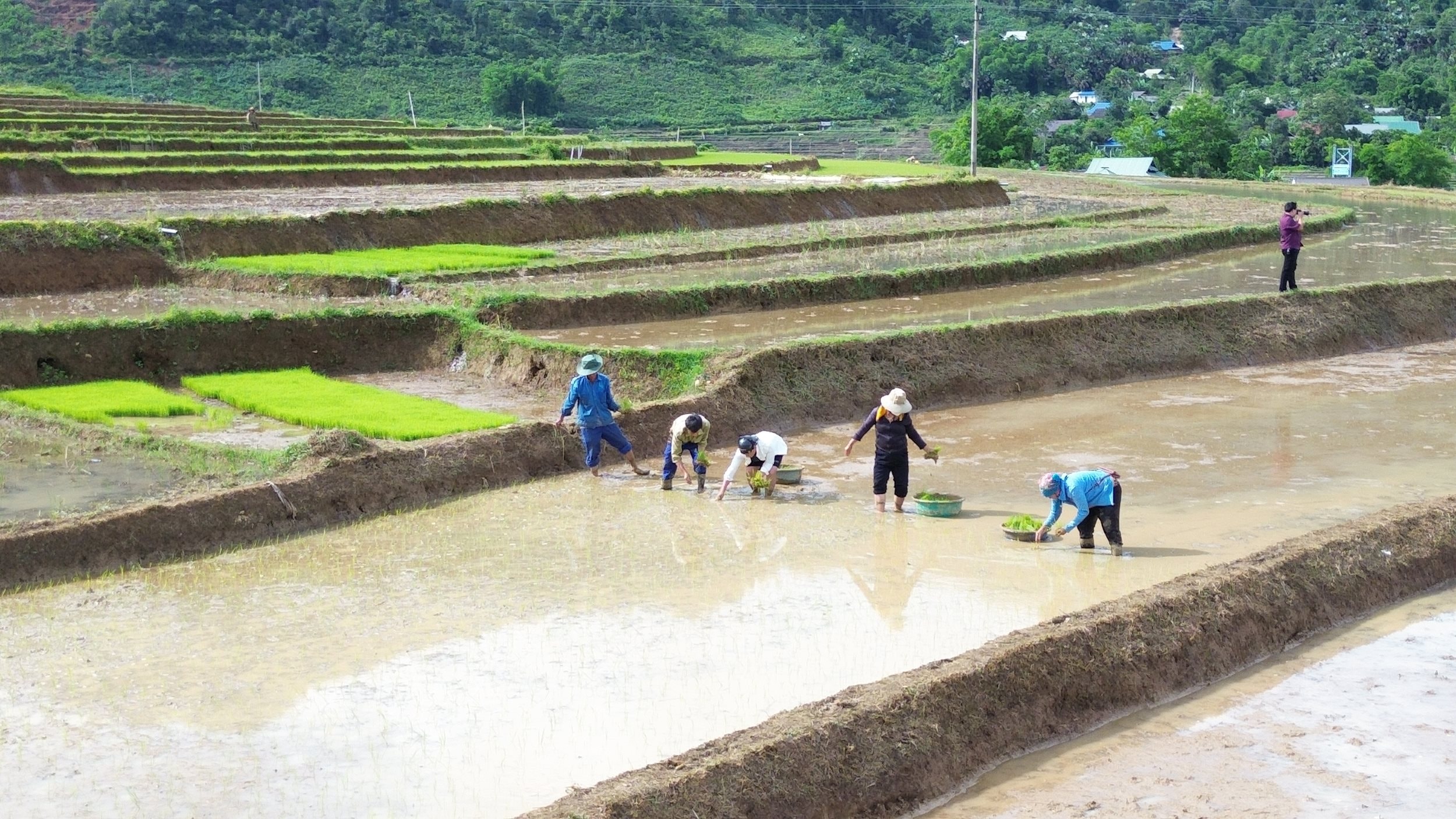 Bà con rẻo cao Nghệ An tranh thủ từng cơn mưa, xuống đồng gieo cấy lúa mùa