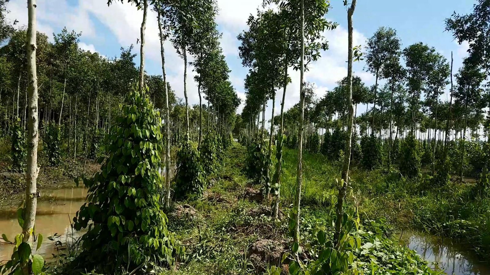 Giá tiêu hôm nay 5/7/2025: Tiếp tục giảm nhẹ