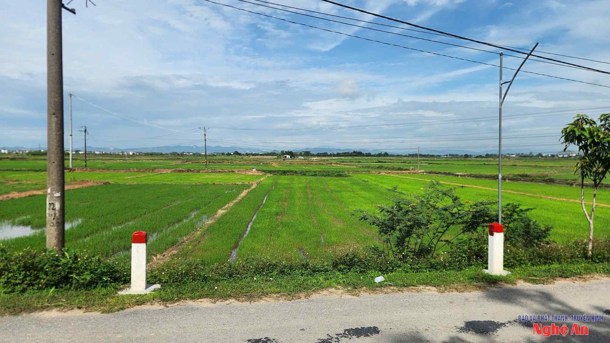 hưng nguyên
