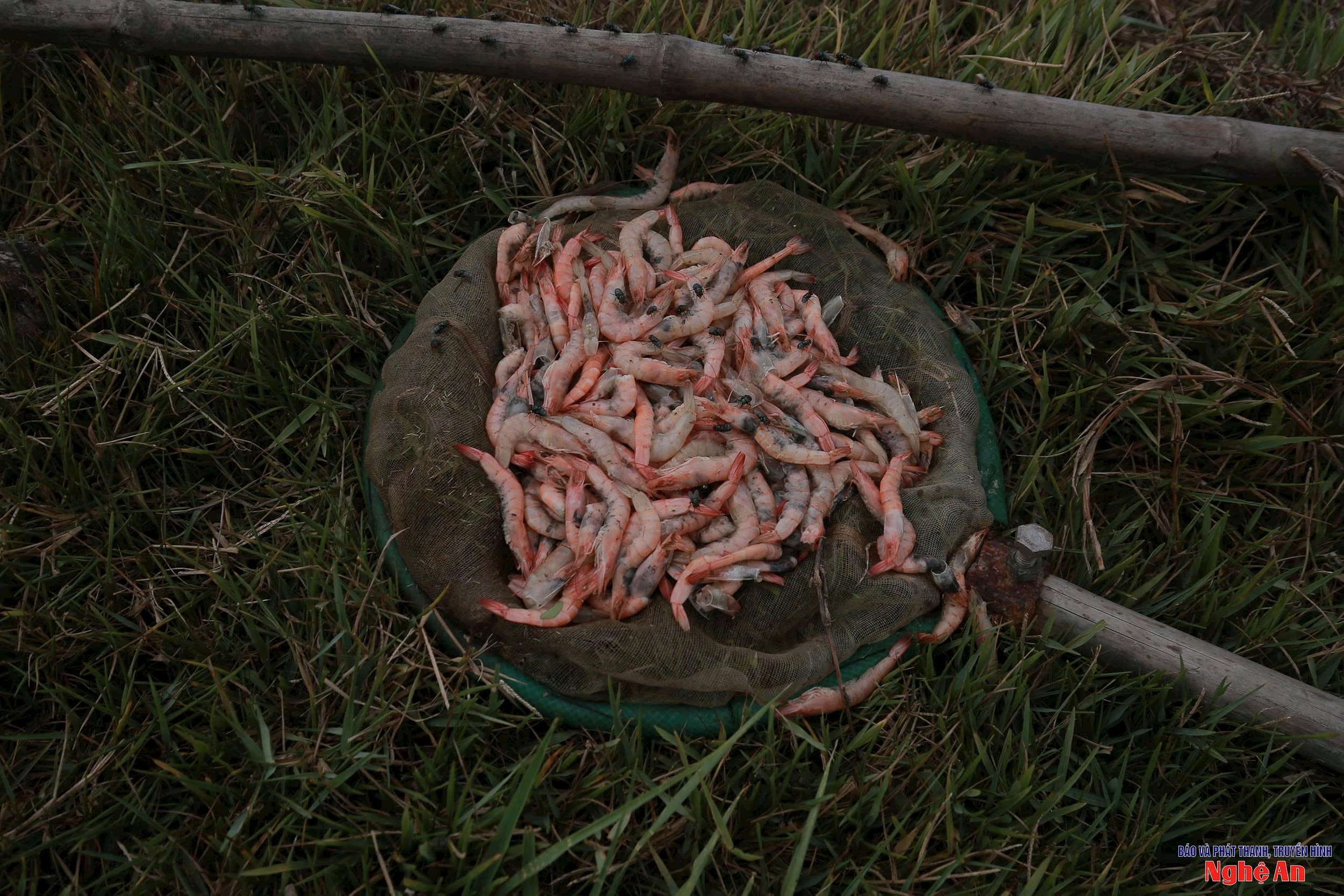 tôm chết