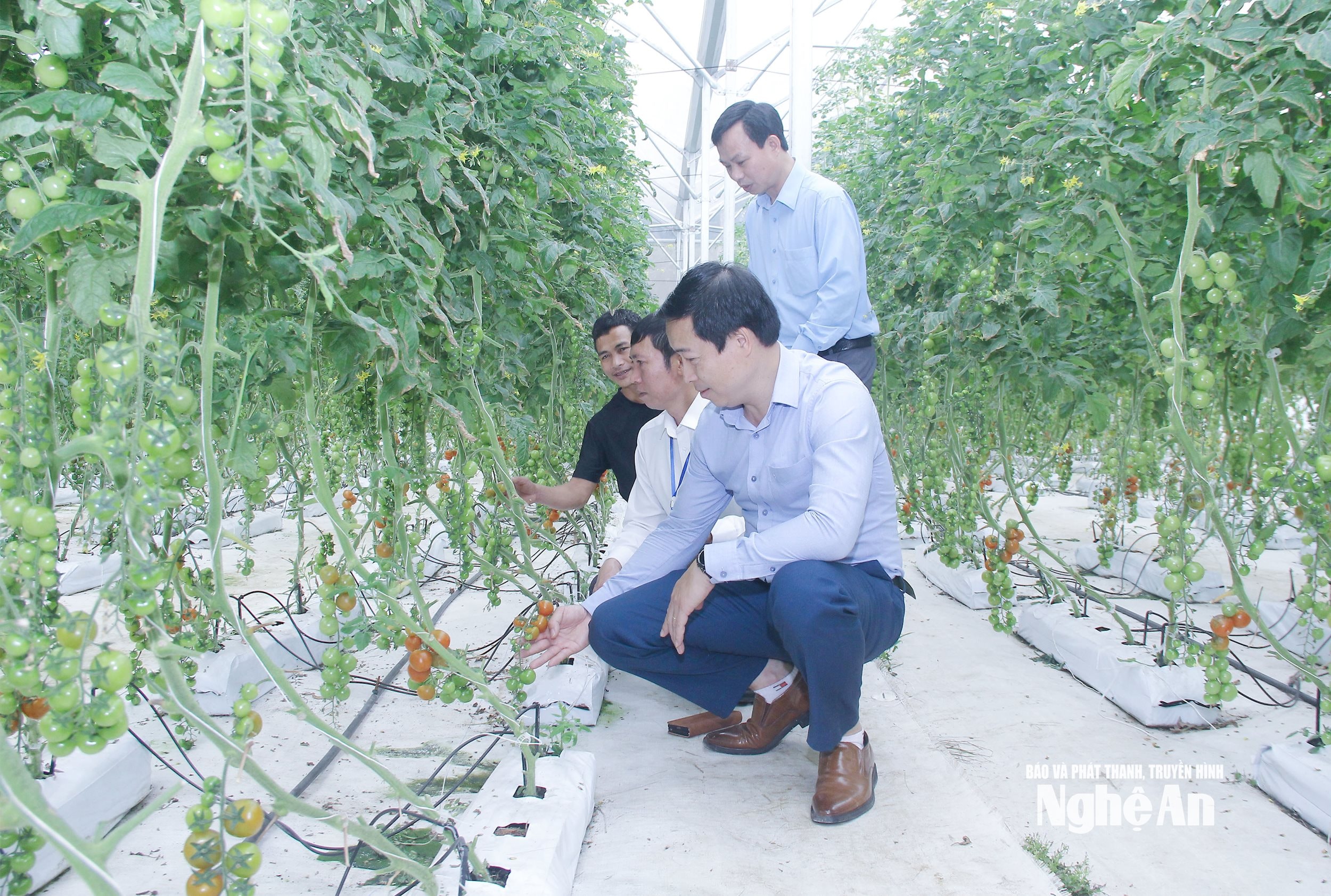 Mô hình nông nghiệp cao tại xã Đông Hiếu
