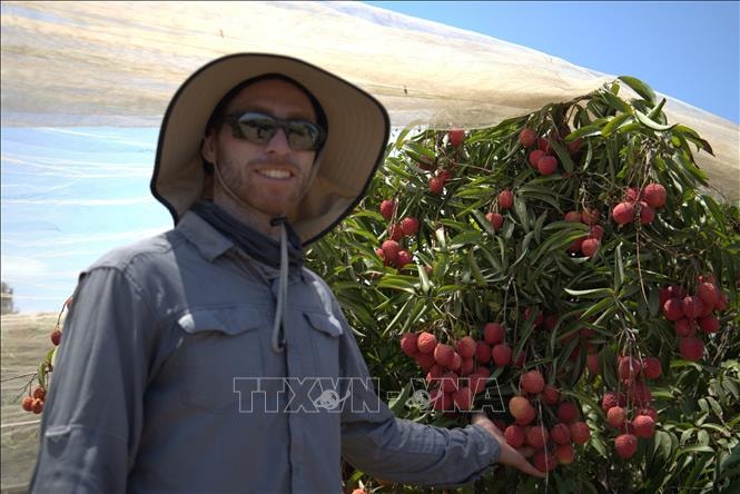 Trồng vải thiều Việt Nam giữa sa mạc – kỳ tích của một trang trại Israel | baotintuc.vn