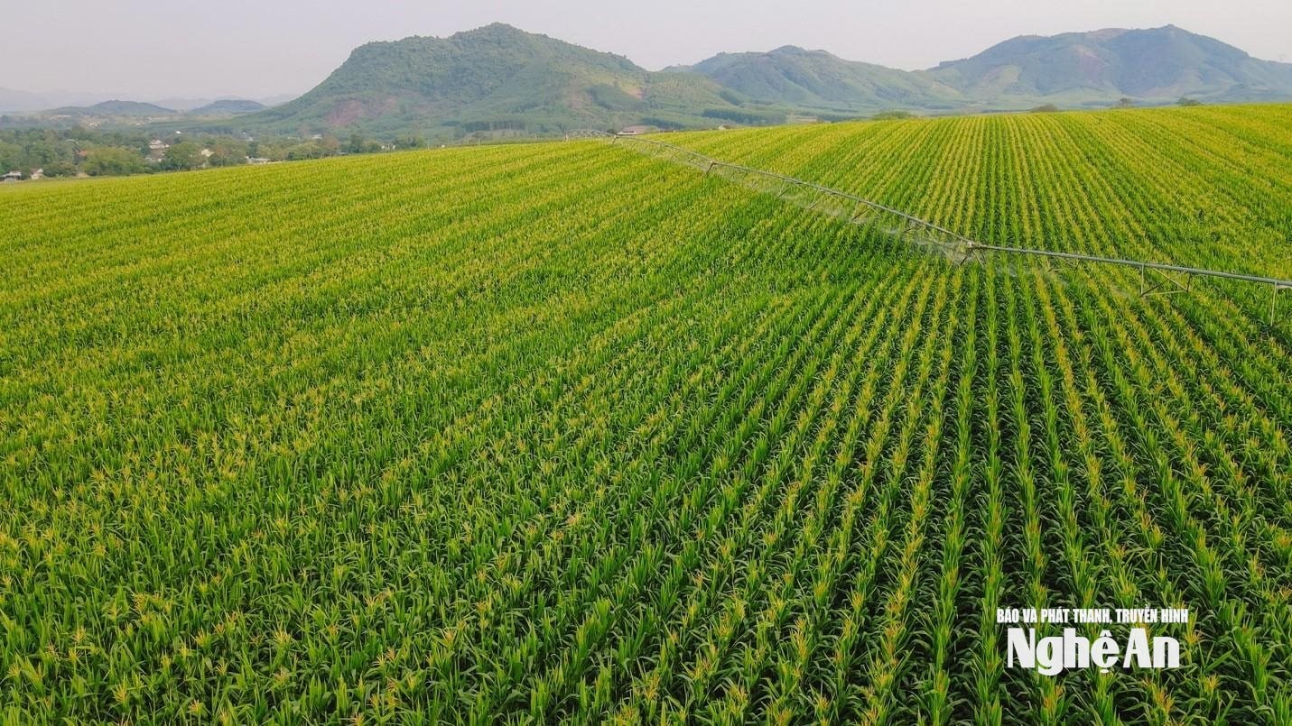 Tập đoàn TH tiên phong ứng dụng công nghệ cao vào quy trình sản xuất thúc đẩy mô hình kinh tế xanh, kinh tế tuần hoàn.