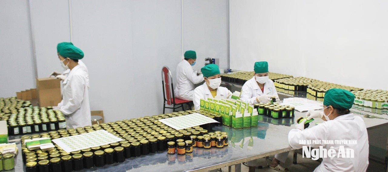 Ứng dụng công nghệ cao trong sản xuất dược liệu tại HTX Nông dược Tĩnh Sáng Đường
