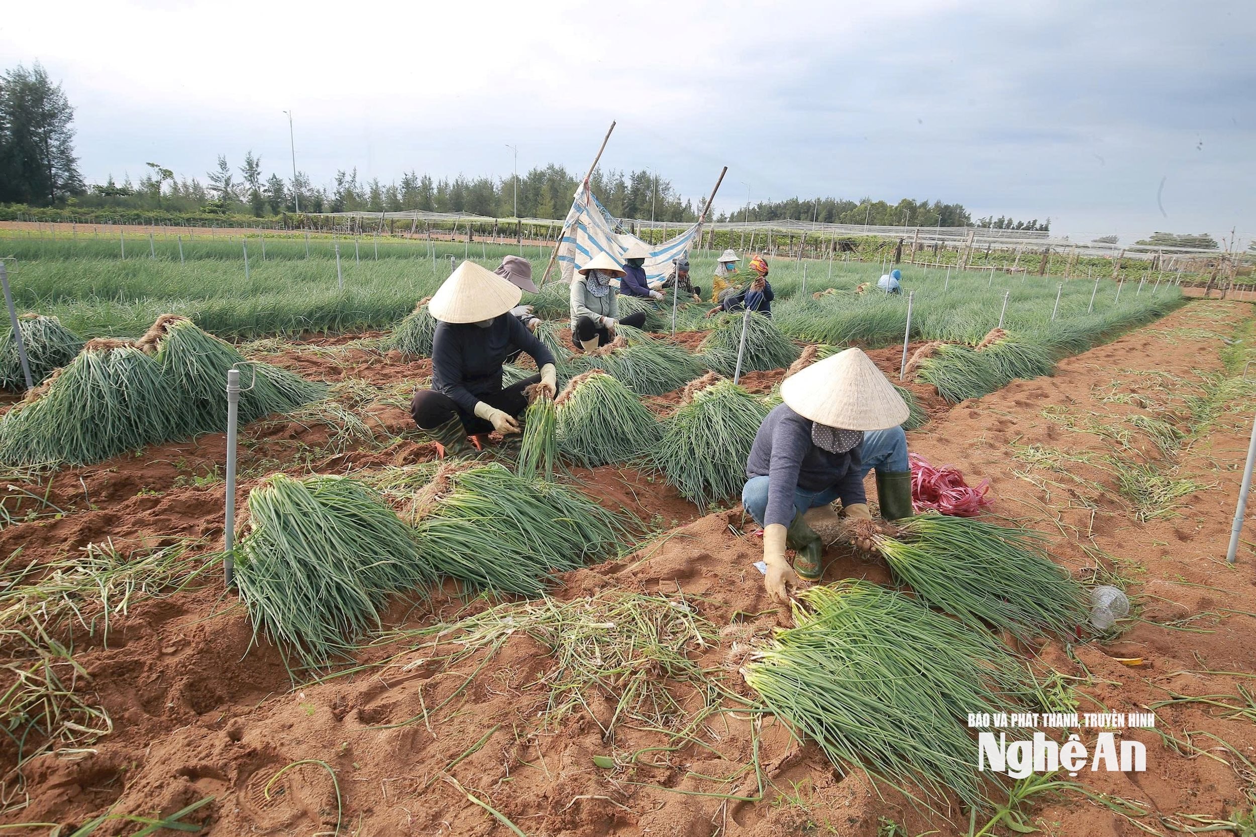 Nông dân Quỳnh Mai thu hoạch hành lá