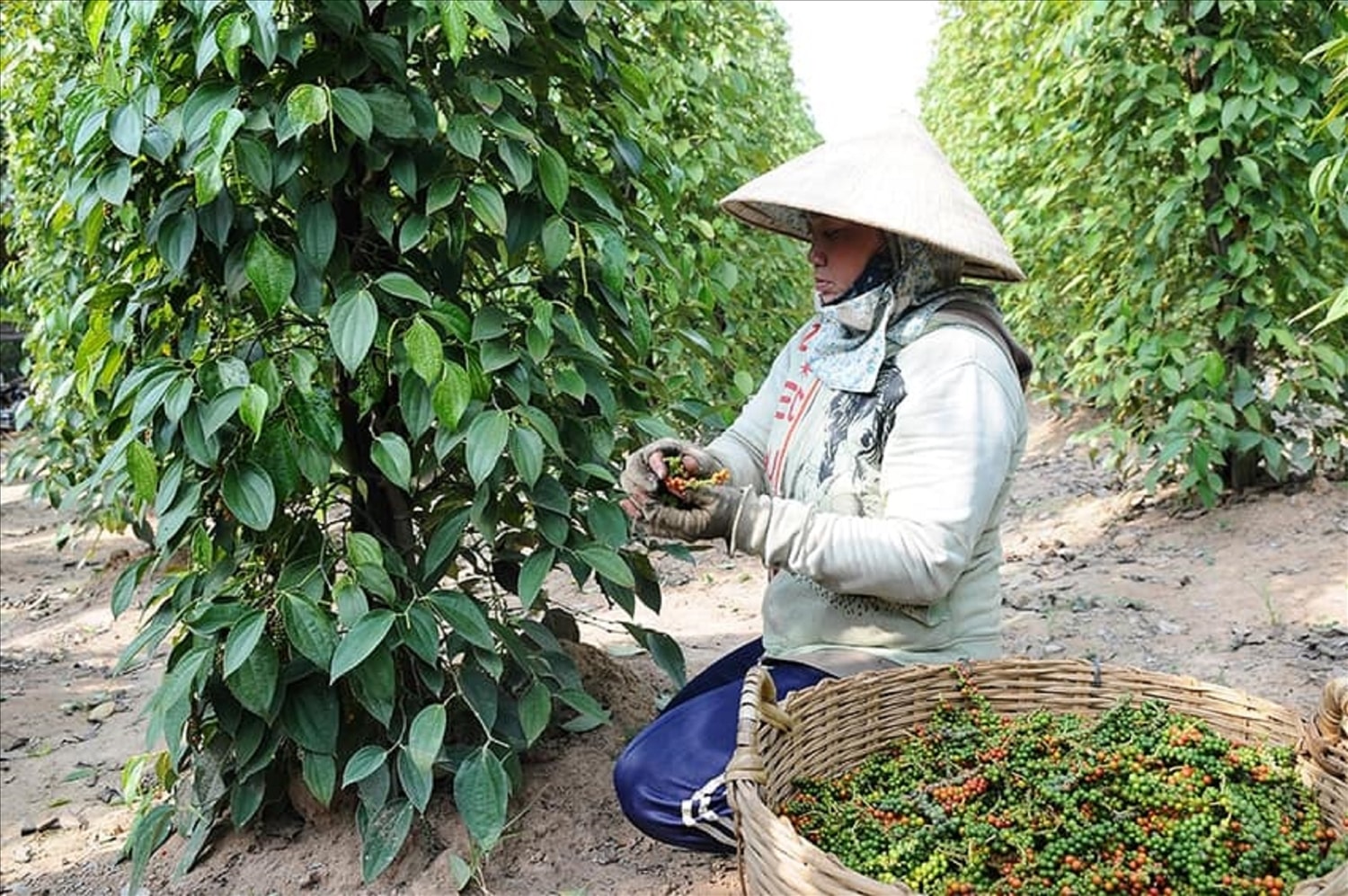 Pepper price today 7/22/2025: Cannot increase again