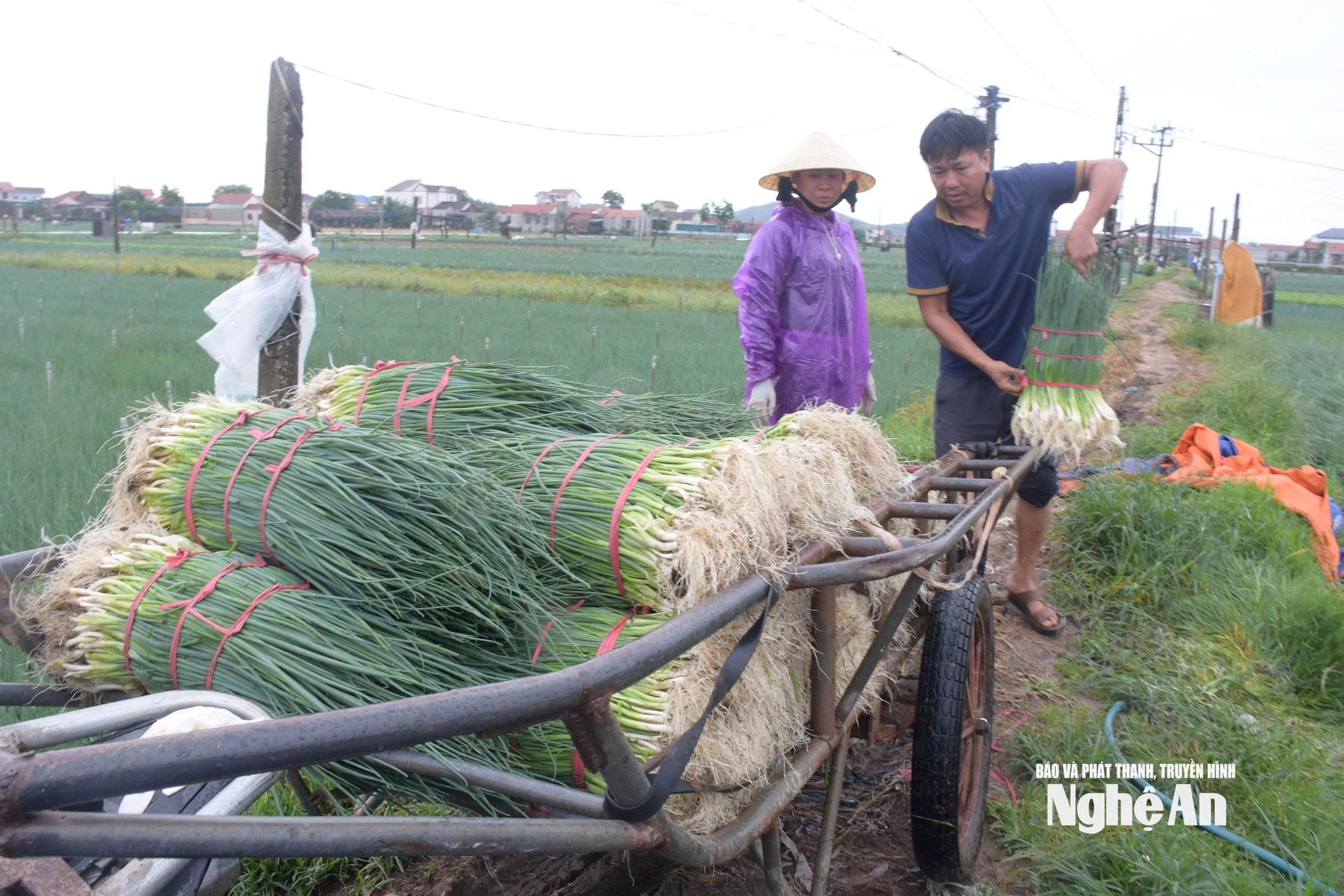 Giá hành bị ngã đổ giá thu mua chỉ bằng một nửa so với trước khi ngập úng. Ảnh: T.P